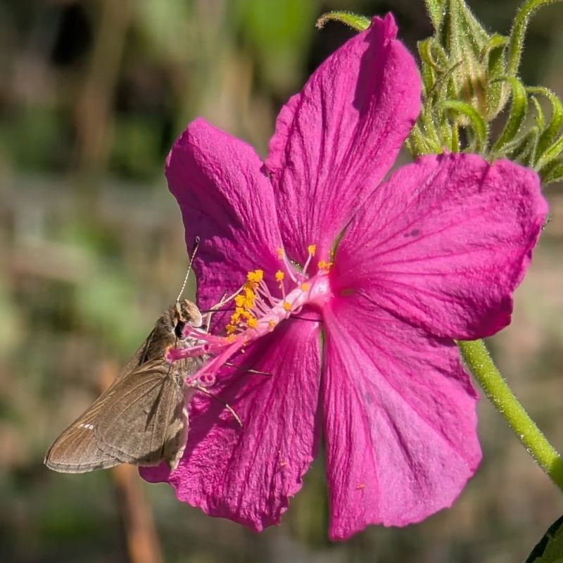 Rock Rose (Pavonia lasiopetala)