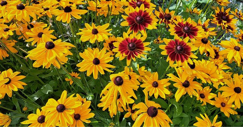 Rudbeckia