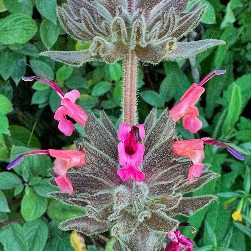 Hummingbird Sage