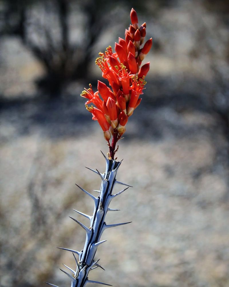 Ocotillo's Crimson Crowns