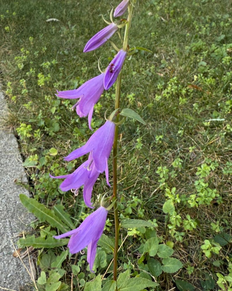Liatris (Blazing Star)