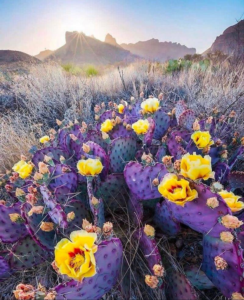 Prickly Pear Cactus