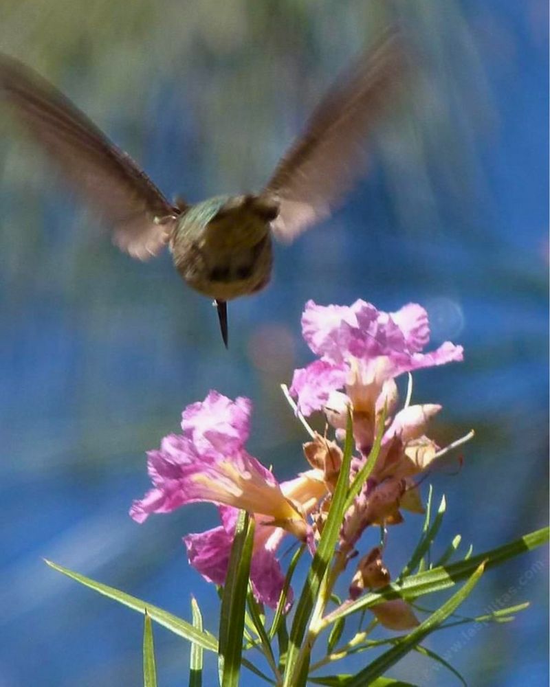 Desert Willow