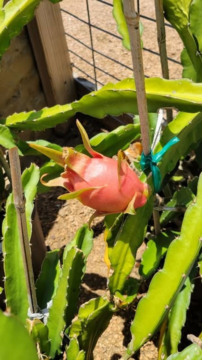 Dragon Fruit Cactus