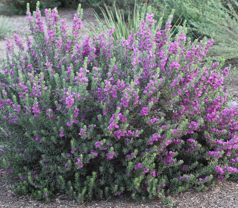 Texas Sage