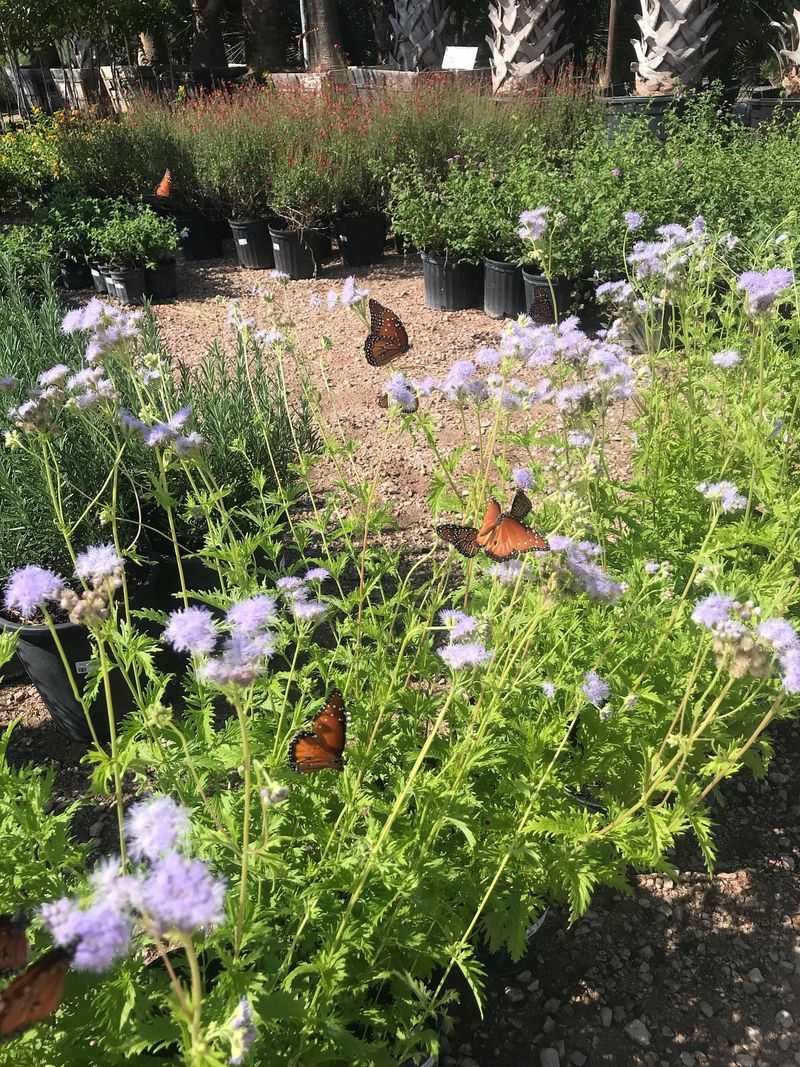 Gregg's Mistflower
