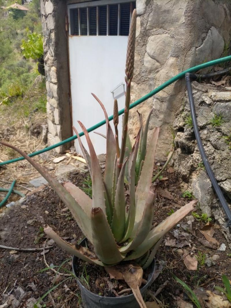 Aloe Vera
