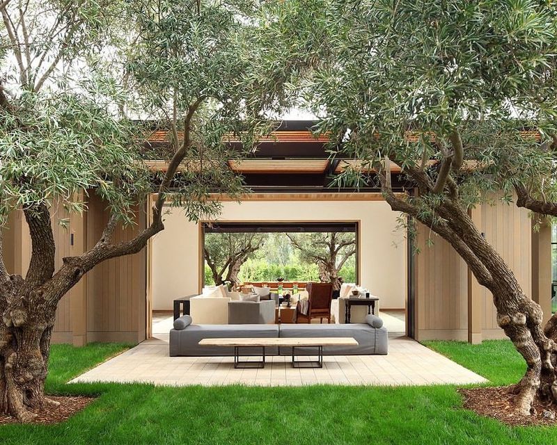 Olive Trees: Mediterranean Staple