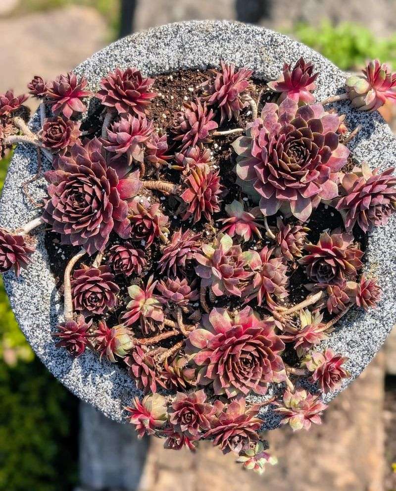 Hens and Chicks: The Charming Multiplier