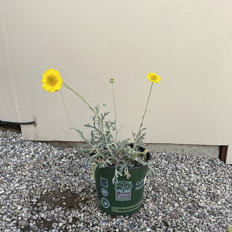 Desert Marigold