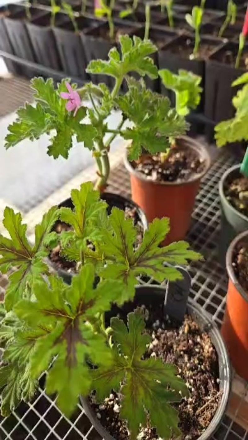 Geranium's Humid Headache