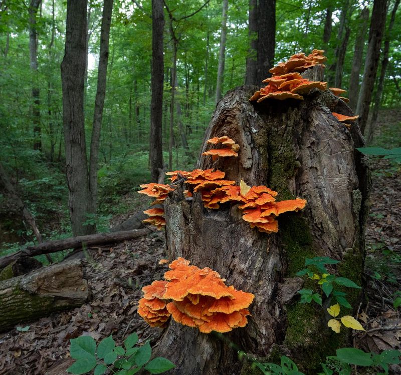 Wild Mushrooms