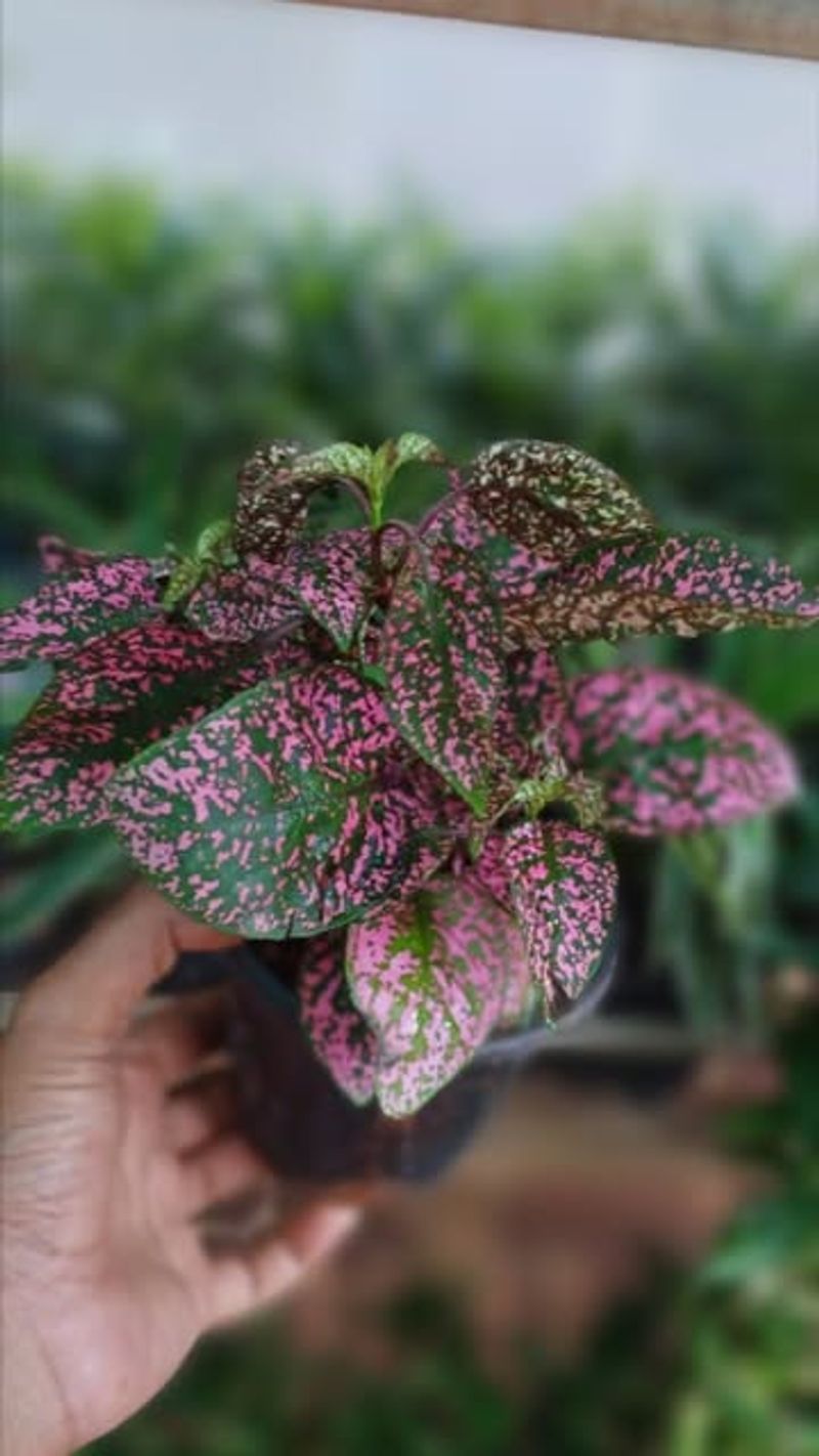 Polka Dot Plant