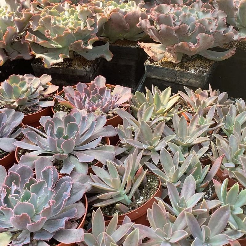Succulents (Echeveria, Haworthia, Sedum)