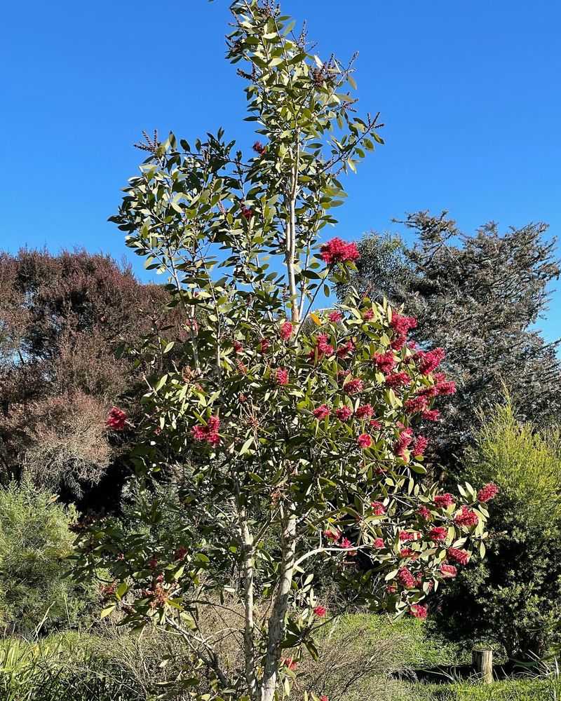 Melaleuca: The Thirsty Tree