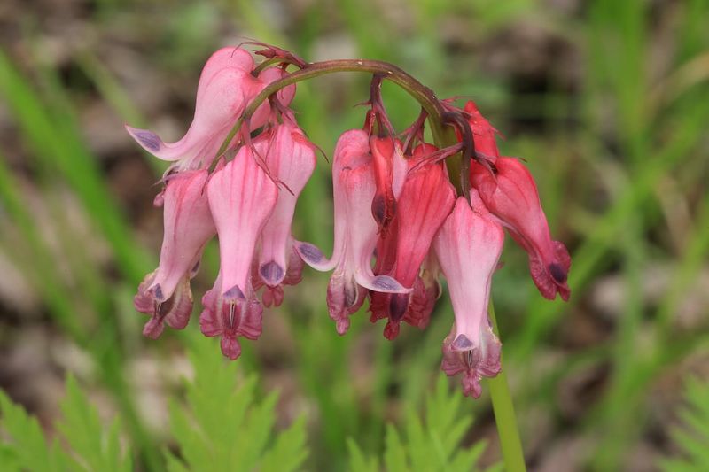 Dicentra