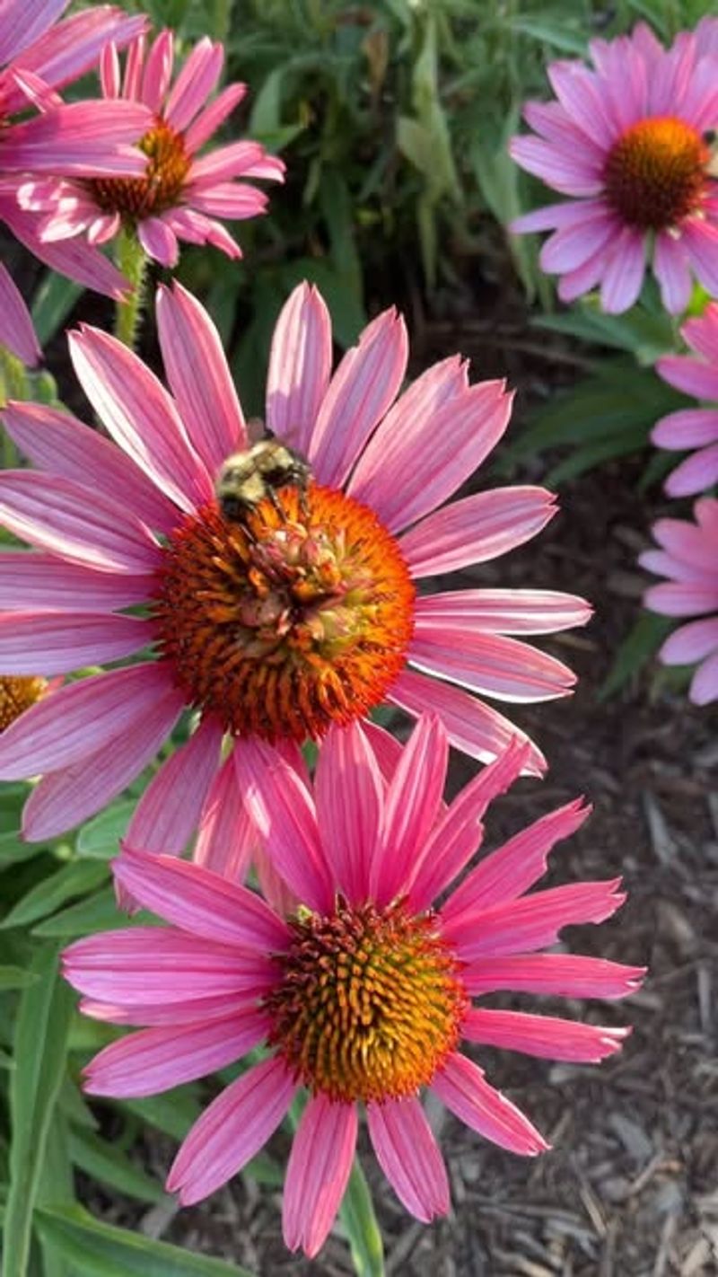 Echinacea 'Pixie Meadowbrite'