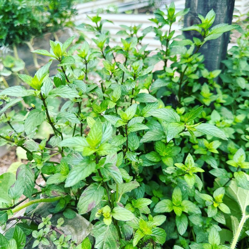 Mint
