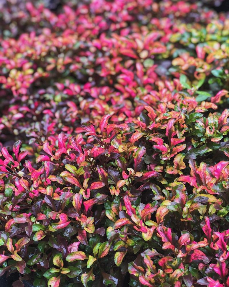Alternanthera 'Purple Knight'