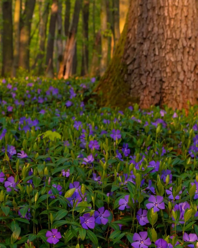 Vinca Minor - The Evergreen Problem-Solver