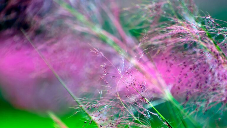 Pink Muhly Grass