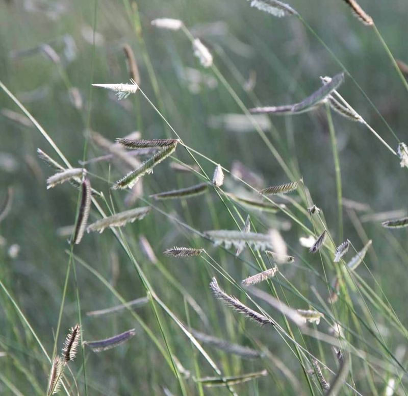 Blue Grama For A Soft, Ground-Hugging Texture
