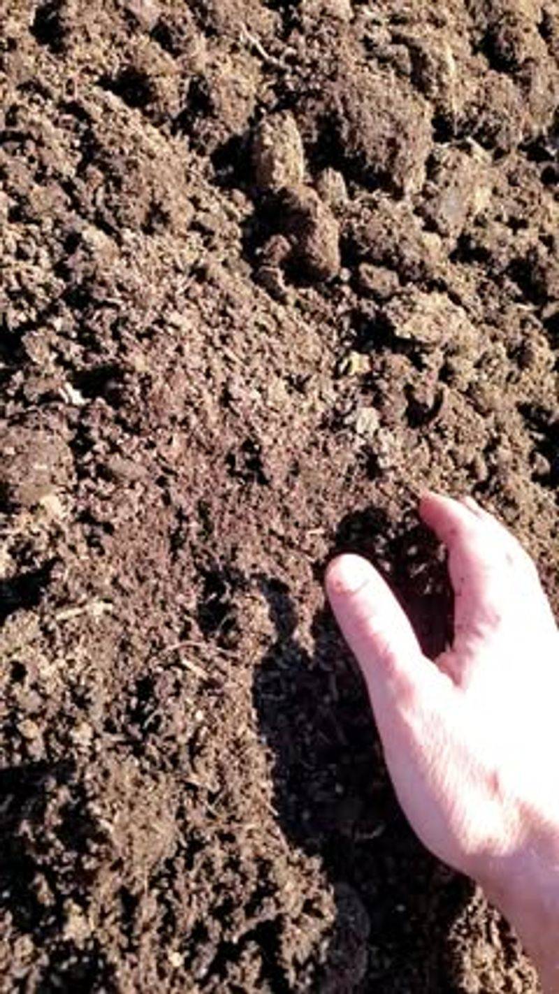 Charcoal Soil Conditioner