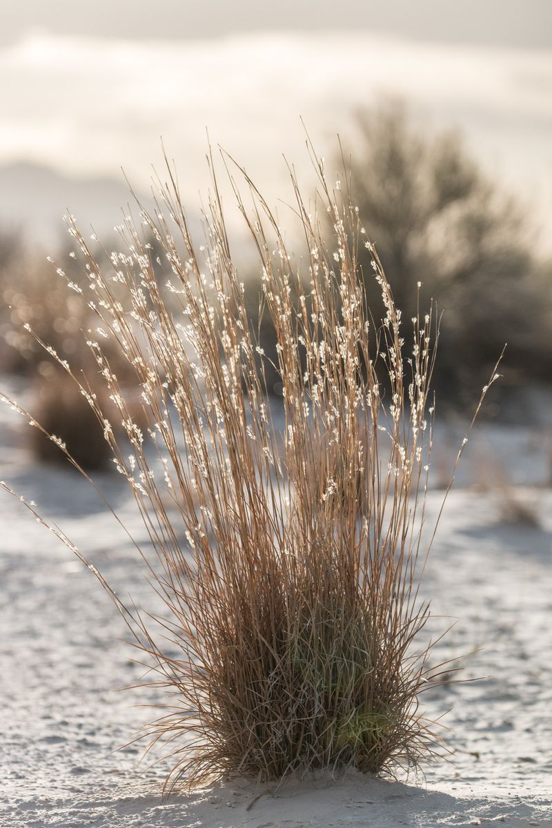 Little Bluestem Adds Rich Autumn Colors