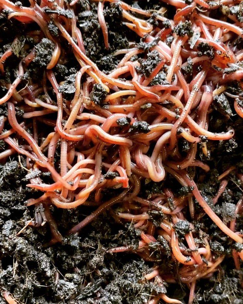 Worm Farming Revolution