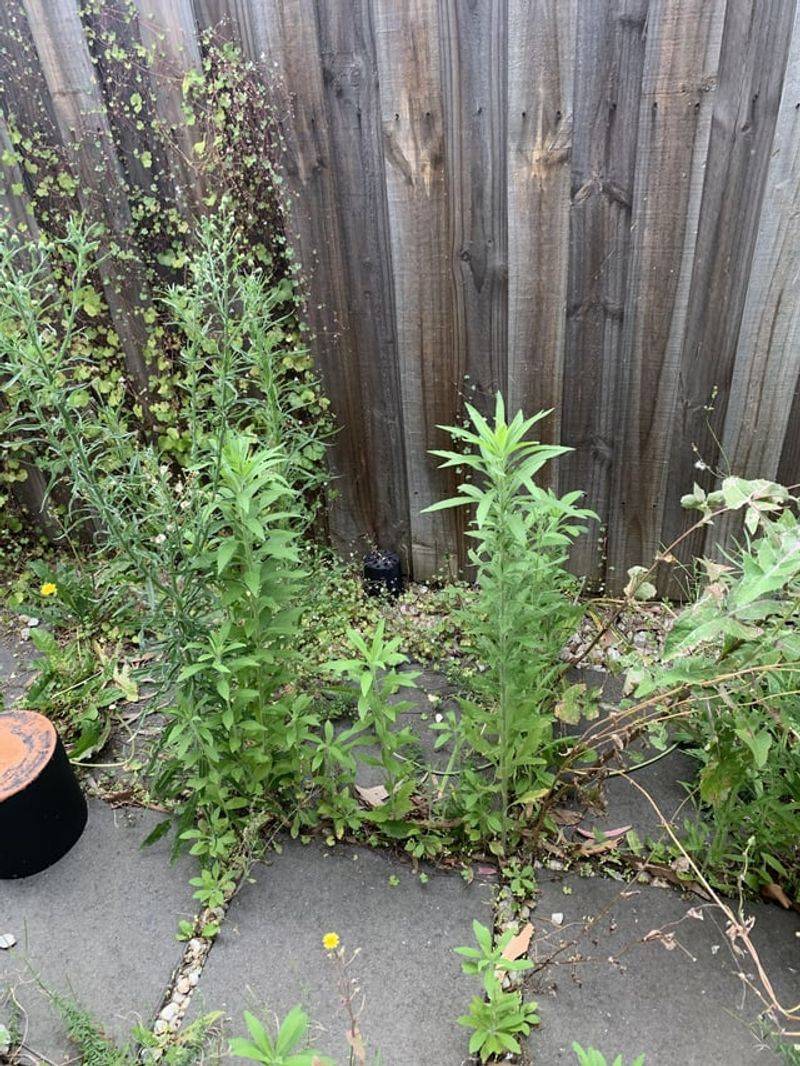 Scorpion Weed Pressure