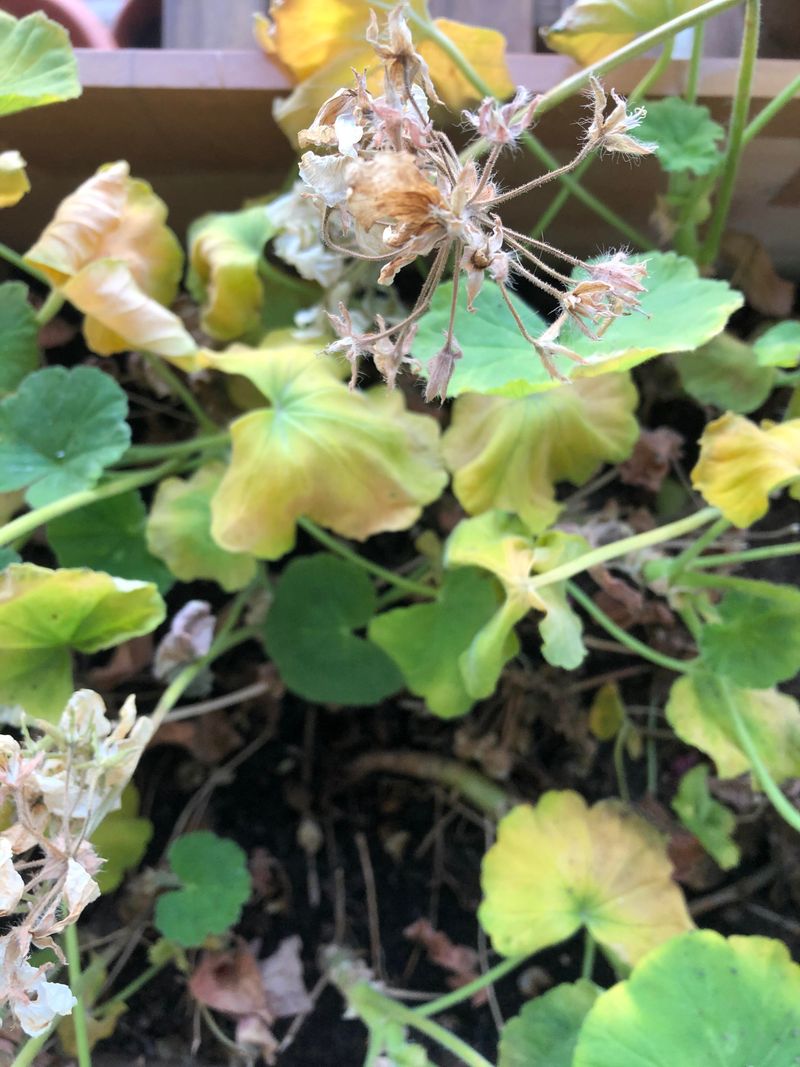 Transplant Shock
