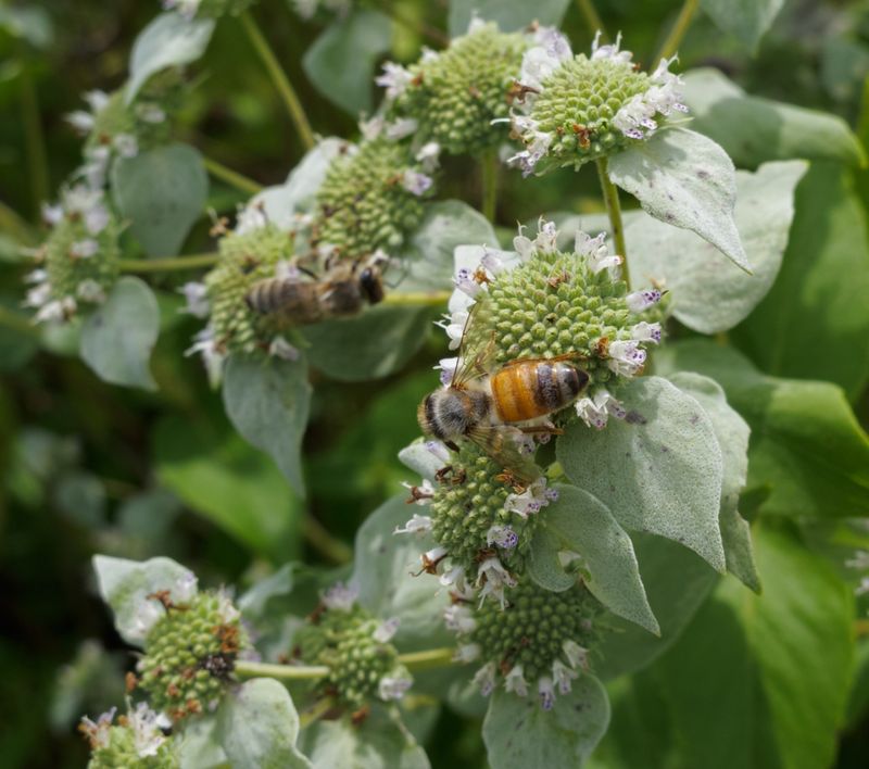Pollinator Plant Partners