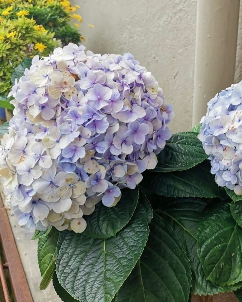 Changing Flower Color Works For All Hydrangeas