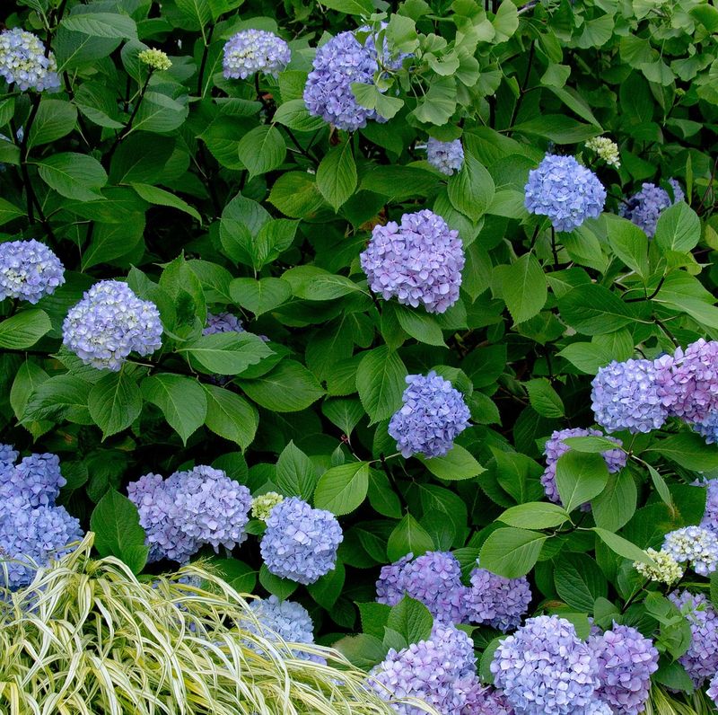 Pruning All Hydrangeas The Same Way Works Fine