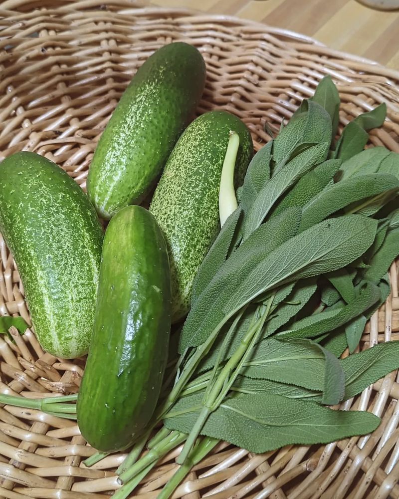 Cucumber And Sage