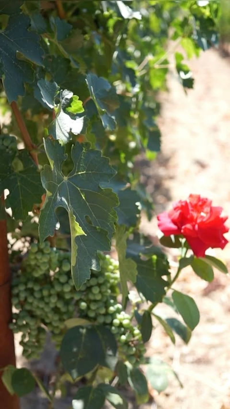 Roses And Grapes