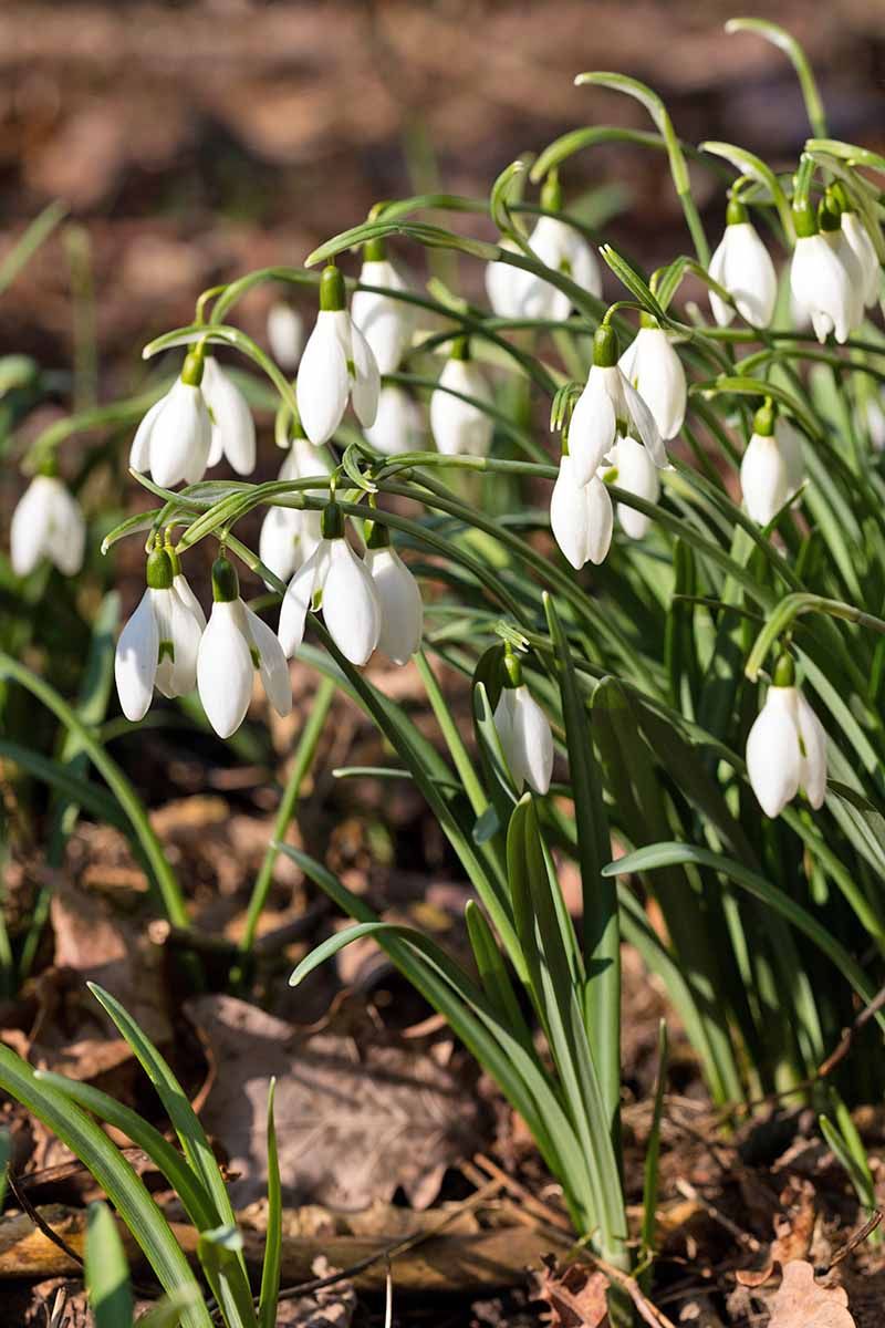 Snowdrops: Delicate Harbingers Of Warmth