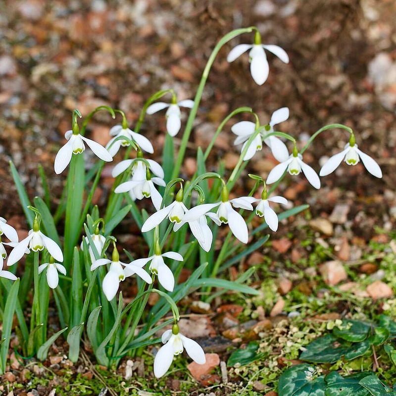 Snowdrops: Early Bloomers That Mice Avoid