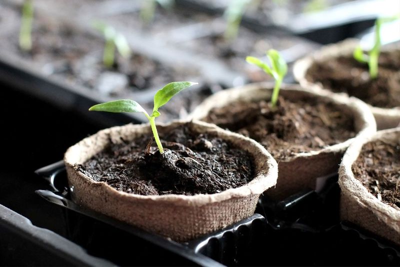 Saving Money On Plants And Seeds