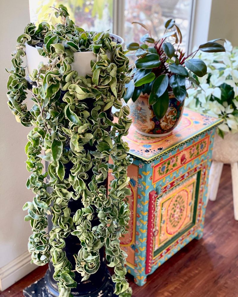 Hoya Carnosa Compacta Variegata
