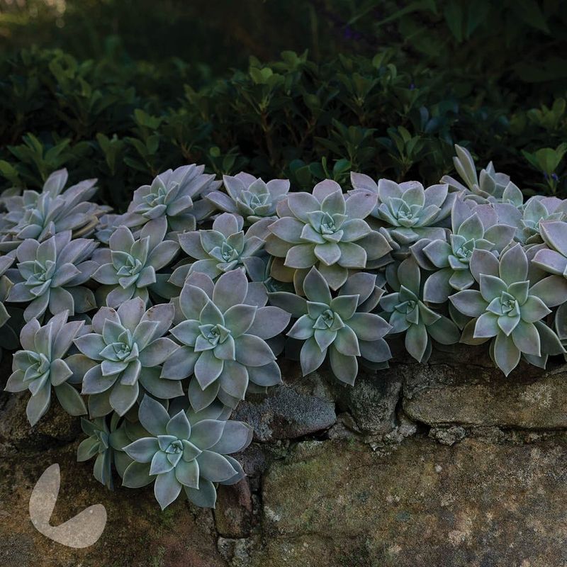 Ghost Plant (Graptopetalum paraguayense)