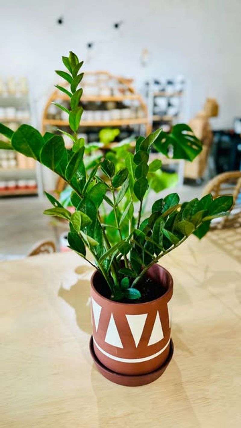 ZZ Plant (Zamioculcas zamiifolia)
