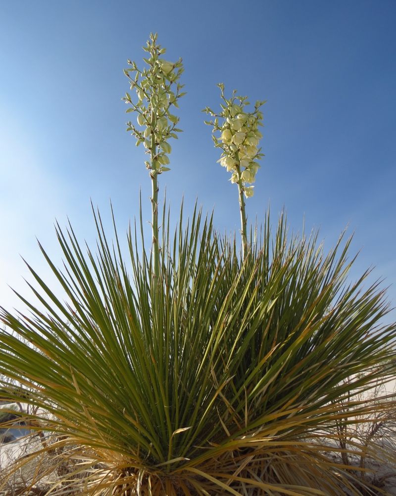 Yucca Plants