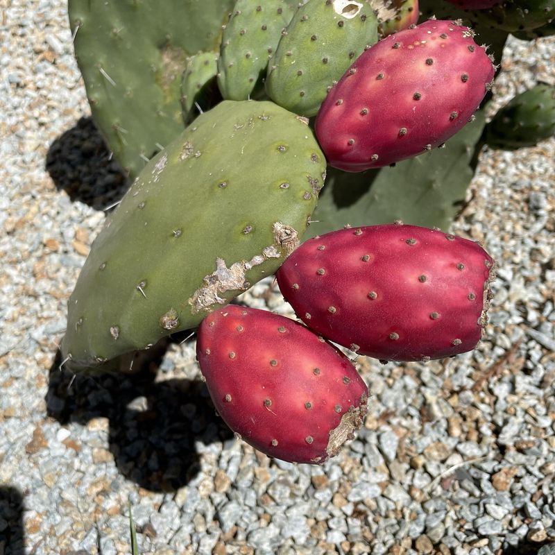Prickly Pear