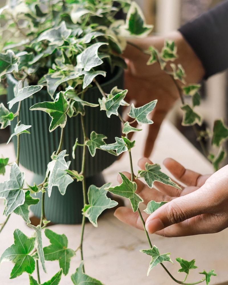 English Ivy