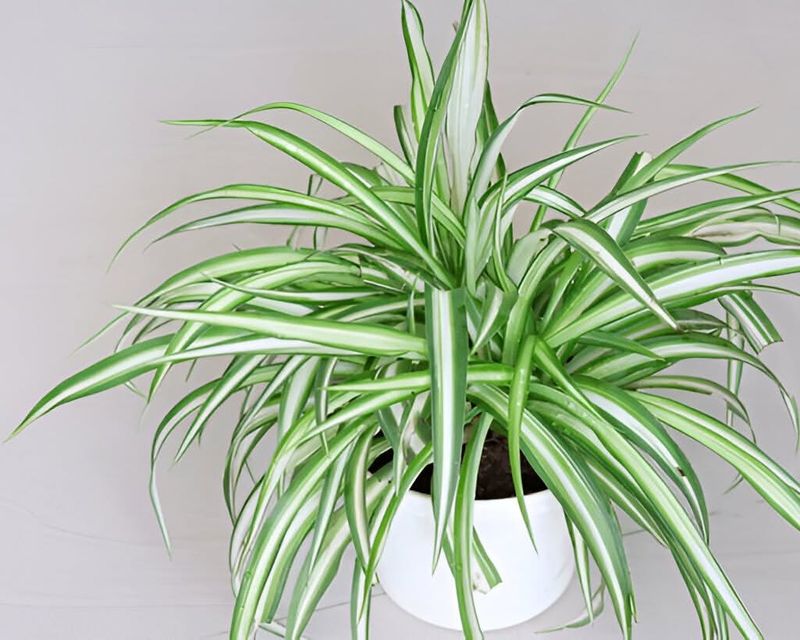 Spider Plant (Chlorophytum comosum)