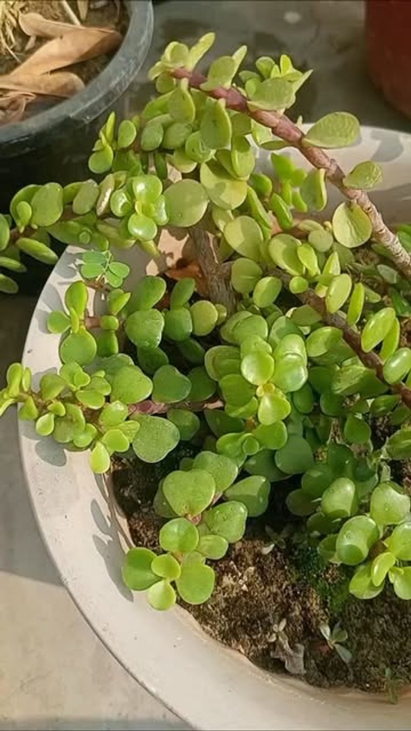 Jade Plant