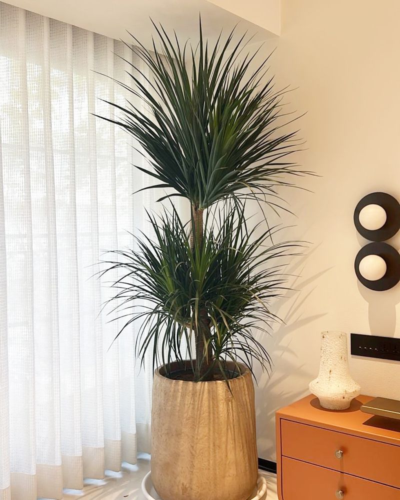 Dracaena: Striking Vertical Purifier