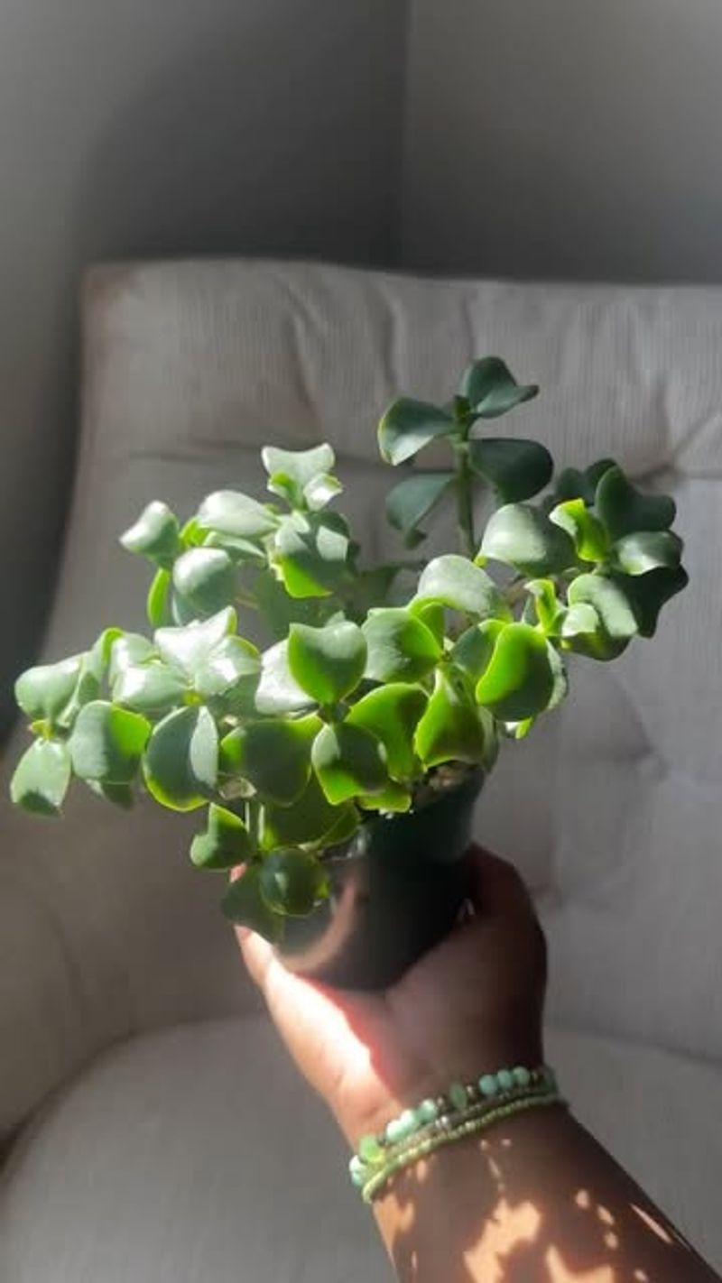 Jade Plant Prefers Drought