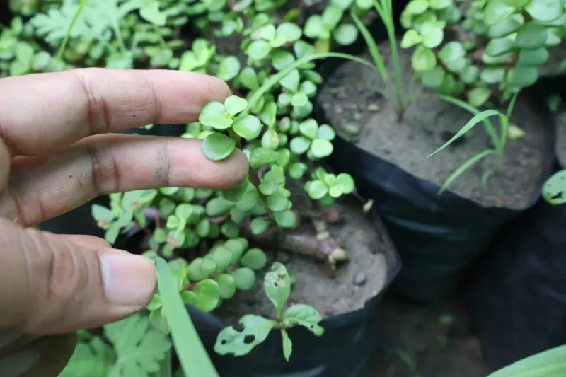 Jade Plant: The Money Maker